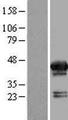 MVK Protein - Western validation with an anti-DDK antibody * L: Control HEK293 lysate R: Over-expression lysate