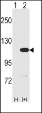 MVP / VAULT1 Antibody - Western blot of MVP (arrow) using rabbit polyclonal MVP C-term Antibody. 293 cell lysates (2 ug/lane) either nontransfected (Lane 1) or transiently transfected with the MVP gene (Lane 2) (Origene Technologies).