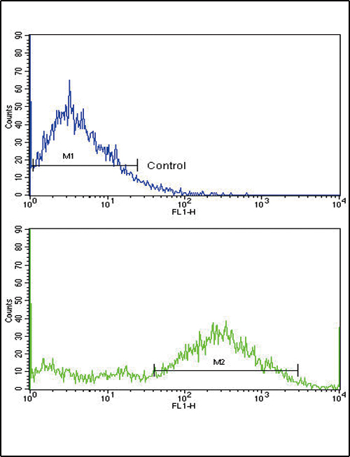 MVP / VAULT1 Antibody - Flow cytometric of NCI-H292 cells using MVP Antibody (bottom histogram) compared to a negative control cell (top histogram). FITC-conjugated goat-anti-rabbit secondary antibodies were used for the analysis.