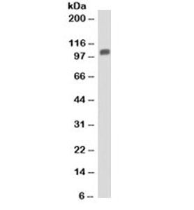 MVP / VAULT1 Antibody - Western blot testing of T98G cell lysate with Major Vault Protein antibody (clone 1014). Observed molecular weight: 104~110kDa. This image was taken for the unmodified form of this product. Other forms have not been tested.