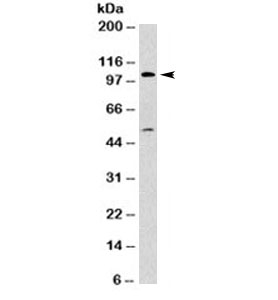 MVP / VAULT1 Antibody - Western blot testing of T98G cell lysate with Major Vault Protein antibody (clone 1032). Observed molecular weight: 104~110kDa.