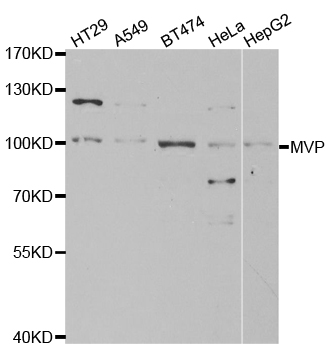 MVP / VAULT1 Antibody - Western blot analysis of extracts of various cell lines.