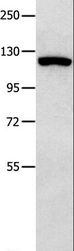 MVP / VAULT1 Antibody - Western blot analysis of 823 cell, using MVP Polyclonal Antibody at dilution of 1:350.