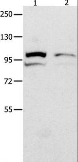 MVP / VAULT1 Antibody - Western blot analysis of 231 cell and mouse kidney tissue, using MVP Polyclonal Antibody at dilution of 1:500.