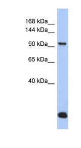 MVP / VAULT1 Antibody - MVP antibody Western blot of COLO205 cell lysate. This image was taken for the unconjugated form of this product. Other forms have not been tested.