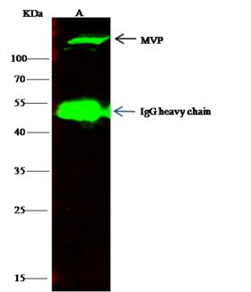 MVP / VAULT1 Antibody - MVP was immunoprecipitated using: Lane A: 0.5 mg A549 Whole Cell Lysate. 4 uL anti-MVP rabbit polyclonal antibody and 15 ul of 50% Protein G agarose. Primary antibody: Anti-MVP rabbit polyclonal antibody, at 1:100 dilution. Secondary antibody: Dylight 800-labeled antibody to rabbit IgG (H+L), at 1:5000 dilution. Developed using the odssey technique. Performed under reducing conditions. Predicted band size: 110 kDa. Observed band size: 110 kDa.