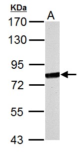 MX1 / MX Antibody - MX1 antibody [N2C2], Internal detects MX1 protein by Western blot analysis. A. 30 ug NCI-H929 whole cell lysate/extract. 7.5% SDS-PAGE. MX1 antibody [N2C2], Internal dilution:1:1000.