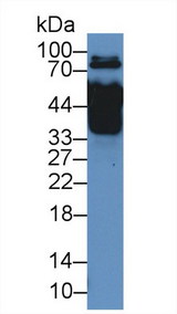 MX1 / MX Antibody - Western Blot; Sample: Rat Serum; Primary Ab: 2µg/mL Rabbit Anti-Rat MX1 Antibody Second Ab: 0.2µg/mL HRP-Linked Caprine Anti-Rabbit IgG Polyclonal Antibody