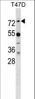 MX1 / MX Antibody - MX1 Antibody western blot of T47D cell line lysates (35 ug/lane). The MX1 antibody detected the MX1 protein (arrow).