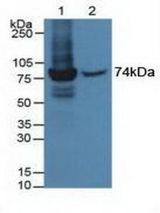 MX1 / MX Antibody - Western Blot; Sample: Lane1: Rat Spleen Tissue; Lane2: Rat Lung Tissue.