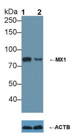 MX1 / MX Antibody - Knockout Varification: Lane 1: Wild-type A549 cell lysate; Lane 2: MX1 knockout A549 cell lysate; Predicted MW: 76kDa ; Observed MW: 80kDa; Primary Ab: 5µg/ml Rabbit Anti-Human MX1 Ab; Second Ab: 0.2µg/mL HRP-Linked Caprine Anti-Rabbit IgG Polyclonal Antibody;