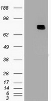 MX1 / MX Antibody - HEK293T cells were transfected with the pCMV6-ENTRY control (Left lane) or pCMV6-ENTRY MX1 (Right lane) cDNA for 48 hrs and lysed. Equivalent amounts of cell lysates (5 ug per lane) were separated by SDS-PAGE and immunoblotted with anti-MX1.