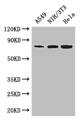 MX1 / MX Antibody - Positive WB detected in:A549 whole cell lysate,NIH/3T3 whole cell lysate,Hela whole cell lysate;All lanes: MX1 antibody at 3ug/ml;Secondary;Goat polyclonal to rabbit IgG at 1/50000 dilution;Predicted band size: 76,56 kDa;Observed band size: 76 kDa;