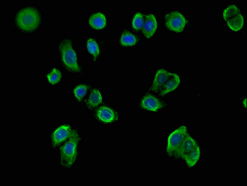 MX1 / MX Antibody - Immunofluorescent analysis of PC3 cells using MX1 Antibody at a dilution of 1:100 and Alexa Fluor 488-congugated AffiniPure Goat Anti-Rabbit IgG(H+L)