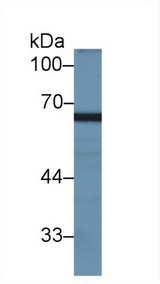 MX2 Antibody - Western Blot; Sample: Rat Testis lysate; Primary Ab: 2µg/ml Rabbit Anti-Rat GAS6 Antibody Second Ab: 0.2µg/mL HRP-Linked Caprine Anti-Rabbit IgG Polyclonal Antibody