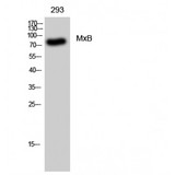 MX2 Antibody - Western blot of MxB antibody