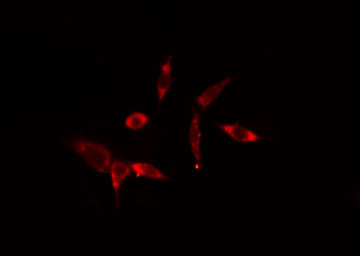 MX2 Antibody - Staining 293 cells by IF/ICC. The samples were fixed with PFA and permeabilized in 0.1% Triton X-100, then blocked in 10% serum for 45 min at 25°C. The primary antibody was diluted at 1:200 and incubated with the sample for 1 hour at 37°C. An Alexa Fluor 594 conjugated goat anti-rabbit IgG (H+L) antibody, diluted at 1/600, was used as secondary antibody.