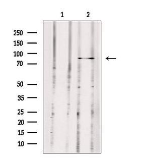 MX2 Antibody - Western blot analysis of extracts of 293 cells using MX2 antibody. Lane 1 was treated with the antigen-specific peptide.