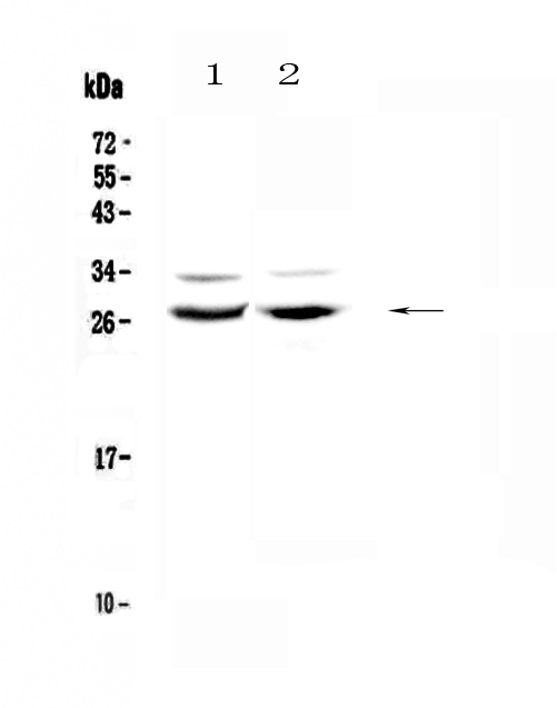MXD1 / MAD1 Antibody - Western blot - Anti-Mad Picoband antibody