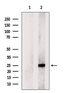 MXD1 / MAD1 Antibody