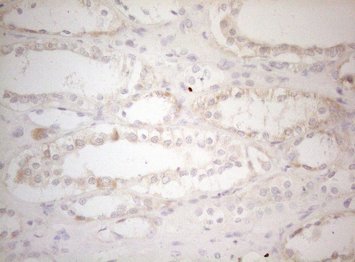 MXD4 Antibody - Immunohistochemical staining of paraffin-embedded Human Kidney tissue within the normal limits using anti-MXD4 mouse monoclonal antibody. (Heat-induced epitope retrieval by 1mM EDTA in 10mM Tris buffer. (pH8.5) at 120°C for 3 min. (1:150)