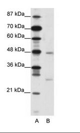 MXD4 Antibody - A: Marker, B: Jurkat Cell Lysate.  This image was taken for the unconjugated form of this product. Other forms have not been tested.