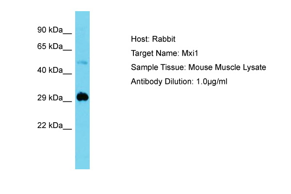 MXI1 / MAD2 Antibody -  This image was taken for the unconjugated form of this product. Other forms have not been tested.