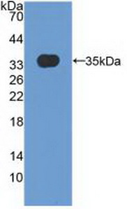 MXRA5 Antibody - Western Blot; Sample: Recombinant MXRA5, Human.