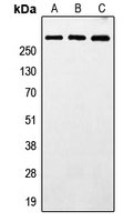 MXRA5 Antibody - Western blot analysis of MXRA5 expression in HeLa (A); SP2/0 (B); PC12 (C) whole cell lysates.