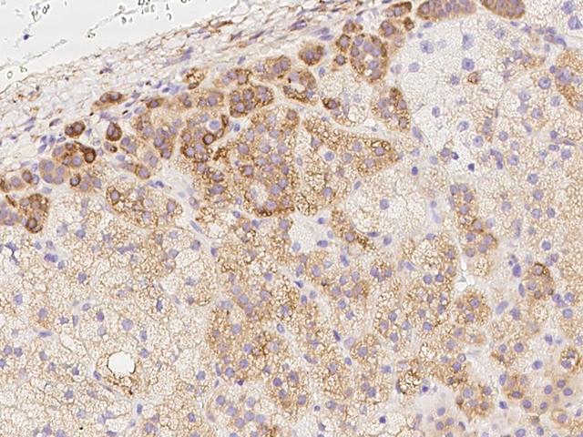 MXRA7 Antibody - Immunochemical staining of human MXRA7 in human adrenal gland with rabbit polyclonal antibody at 1:2000 dilution, formalin-fixed paraffin embedded sections.