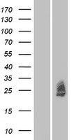 MXRA7 Protein - Western validation with an anti-DDK antibody * L: Control HEK293 lysate R: Over-expression lysate