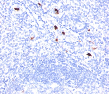MYADM / Myeloid Marker BM-1 Antibody - Myeloid Cell Marker antibody BM-1 immunohistochemistry tonsil.  This image was taken for the unmodified form of this product. Other forms have not been tested.