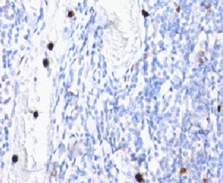 MYADM / Myeloid Marker BM-1 Antibody - Formalin-fixed, paraffin-embedded human tonsil stained with Myeloid antibody (MYADM/972).  This image was taken for the unmodified form of this product. Other forms have not been tested.