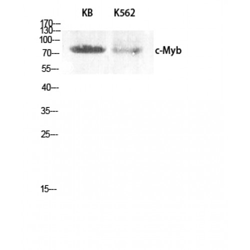MYB / c-Myb Antibody - Western blot of c-Myb antibody