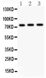 MYB / c-Myb Antibody - c-Myb antibody Western blot. All lanes: Anti c-Myb at 0.5 ug/ml. Lane 1: Human Placenta Tissue Lysate at 50 ug. Lane 2: SMMC Whole Cell Lysate at 40 ug. Lane 3: HELA Whole Cell Lysate at 40 ug. Predicted band size: 74 kD. Observed band size: 74 kD.
