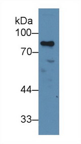 MYB / c-Myb Antibody - Western Blot; Sample: Human Jurkat cell lysate; Primary Ab: 2µg/ml Rabbit Anti-Human MYB Antibody Second Ab: 0.2µg/mL HRP-Linked Caprine Anti-Rabbit IgG Polyclonal Antibody