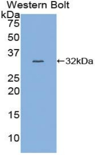 MYB / c-Myb Antibody - Western blot of recombinant MYB / c-Myb.