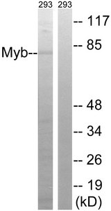 MYB / c-Myb Antibody - Western blot analysis of lysates from 293 cells, using MYB Antibody. The lane on the right is blocked with the synthesized peptide.