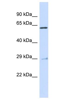 MYB / c-Myb Antibody - MYB / c-Myb antibody Western Blot of 293T. Antibody dilution: 1 ug/ml.  This image was taken for the unconjugated form of this product. Other forms have not been tested.