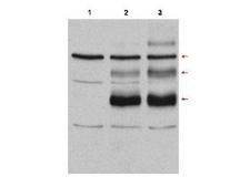 MYB / c-Myb Antibody - Anti-C-Myb Antibody - Western Blot. Western blot of affinity purified anti-C-Myb antibody in Cos7 cell lysates: Lane 1: vector; Lane 2: transfected with c-myb, no treatment; Lane 3: transfected with c-Myb and heat stress-treated (incubation at 42oC for 30 minutes) to induce c-Myb modification. Lane 3 shows detection of bands at 75, 98, and 125kD corresponding to overexpressed c-Myb (arrows): wild-type, with one attached SUMO molecule, and with two attached SUMO molecules, respectively. Nitrocellulose 0.45mum membrane was blocked for 1 hr at RT in 10% BLOTTO in PBS. The primary antibody was used at 1:500. Personal communication, J. Bies, NCI NIH, Bethesda.