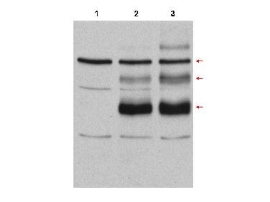 MYB / c-Myb Antibody - Western Blot of rabbit anti-C-Myb antibody. Lane 1: Cos7 cell lysates vector. Lane 2: Cos7 cell lysates transfected with c-myb, no treatment. Lane 3: Cos7 cell lysates transfected with c-Myb and heat stress-treated (incubation at 42°C for 30 minutes) to induce c-Myb modification. Load: 35 µg per lane. Primary antibody: cMyb antibody at 1:500 for overnight at 4°C. Secondary antibody: rabbit secondary antibody at 1:10,000 for 45 min at RT. Block: 10% BLOTTO overnight at 4°C. Predicted/Observed size: Lane 3 shows detection of bands at 75, 98, and 125kDa corresponding to overexpressed c-Myb (arrows): wild-type, with one attached SUMO molecule, and with two attached SUMO molecules, respectively.