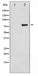 MYB / c-Myb Antibody - Western blot of Myb expression in 293 whole cell lysates,The lane on the left is treated with the antigen-specific peptide.