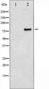 MYB / c-Myb Antibody - Western blot analysis of Myb expression in 293 whole cells lysates. The lane on the left is treated with the antigen-specific peptide.