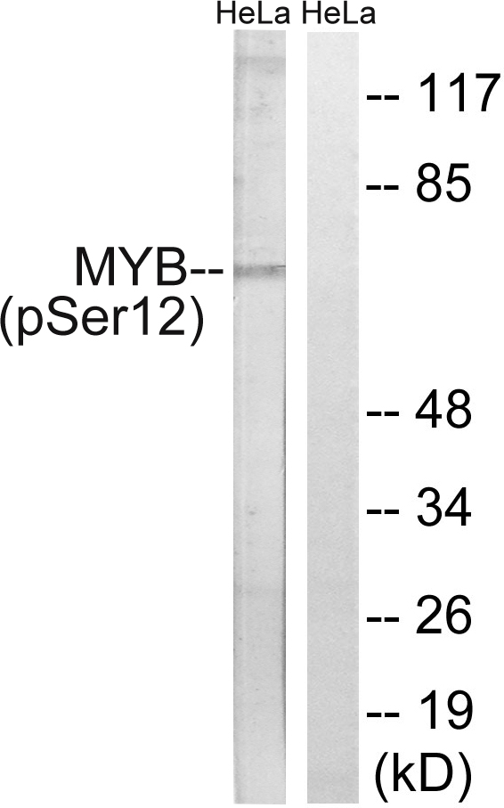 MYB / c-Myb Antibody - Western blot analysis of lysates from HeLa cells treated with Hu 2nM 24h, using MYB (Phospho-Ser12) Antibody. The lane on the right is blocked with the phospho peptide.