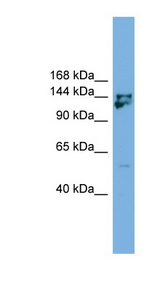 MYBBP1A Antibody - MYBBP1A antibody Western blot of Mouse Thymus lysate. This image was taken for the unconjugated form of this product. Other forms have not been tested.