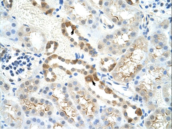 MYBBP1A Antibody - Mouse Kidney.  This image was taken for the unconjugated form of this product. Other forms have not been tested.