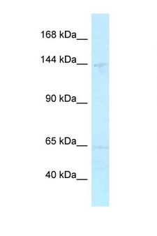 MYBBP1A Antibody - MYBBP1A antibody Western blot of 3 Cell lysate. Antibody concentration 1 ug/ml.  This image was taken for the unconjugated form of this product. Other forms have not been tested.
