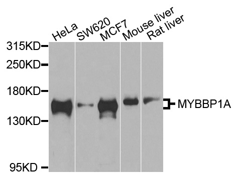 MYBBP1A Antibody - Western blot analysis of extracts of various cells.