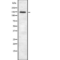 MYBBP1A Antibody - Western blot analysis of MYBBP1A using COLO205 whole cells lysates