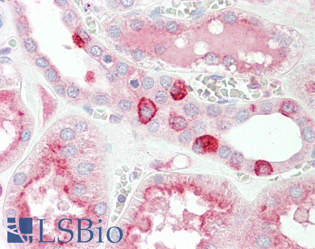 MYBL1 / A-MYB Antibody - Anti-MYBL1 / A-MYB antibody IHC staining of human kidney. Immunohistochemistry of formalin-fixed, paraffin-embedded tissue after heat-induced antigen retrieval.  This image was taken for the unconjugated form of this product. Other forms have not been tested.